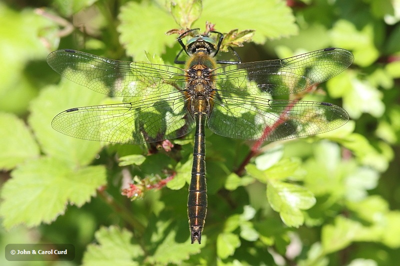 J15_0499 Cordulia aenea male.JPG